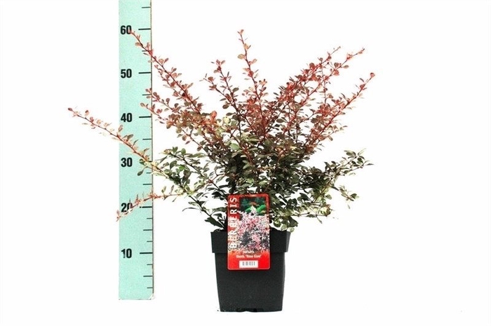 Berberis th. 'Rose Glow' P17
