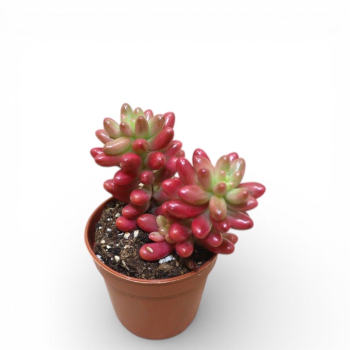 <h4>Sedum Rubrotinctum (aurora) (pink)</h4>