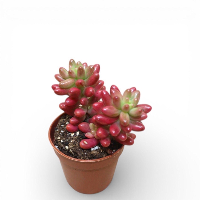 <h4>Sedum Rubrotinctum (aurora) (pink)</h4>