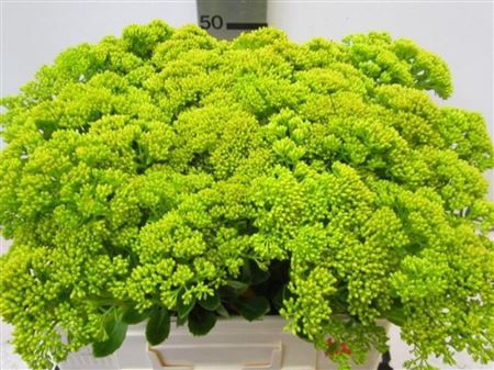 <h4>Sedum Geel</h4>