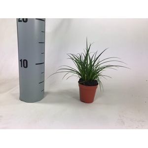 Carex brunnea (groen) p5,5