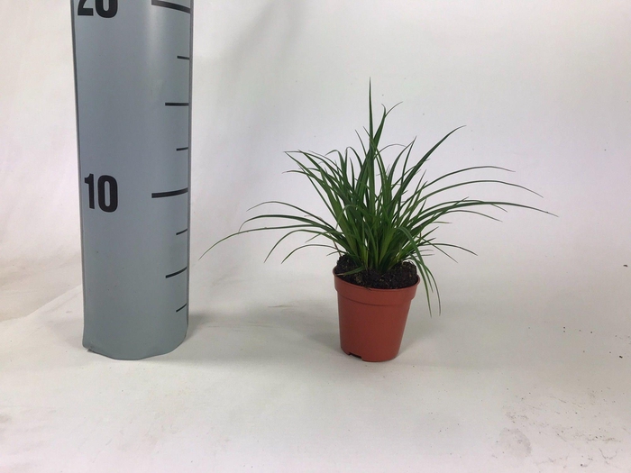 <h4>Carex brunnea (groen) p5,5</h4>