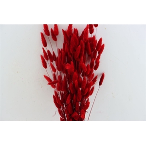 Dried Lagurus Red Bunch