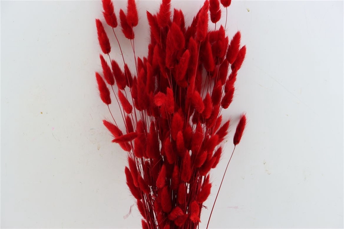 <h4>Dried Lagurus Red Bunch</h4>