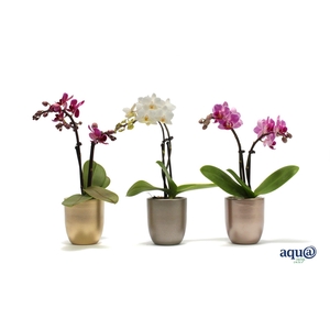 Hugo Luxury Mix Tiny Dolls Mix 2T10+ Aqu@