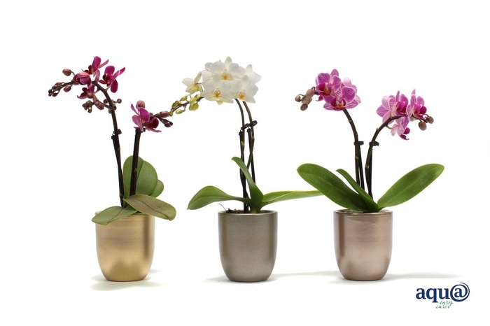 <h4>Hugo Luxury Mix Tiny Dolls Mix 2T10+ Aqu@</h4>