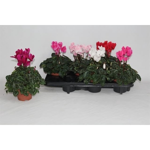 Cyclamen midi SS Allure 12Ø 27cm