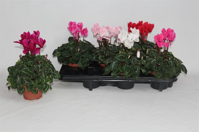 Cyclamen midi SS Allure 12Ø 27cm