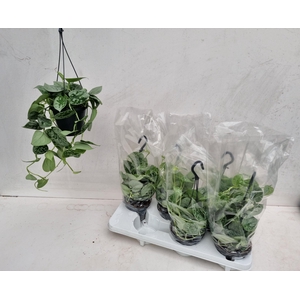 SCIND PICT SILVE ANN