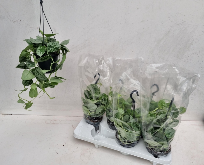 <h4>SCIND PICT SILVE ANN</h4>