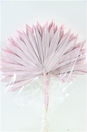 <h4>Dried Palm Sun 6pc Light Pink Bunch</h4>