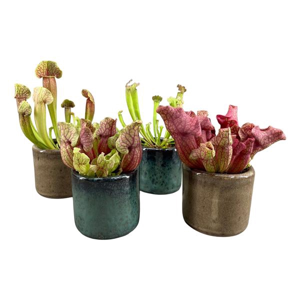 <h4>Sarracenia in javea pot groen en taupe</h4>