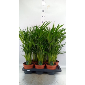 Dypsis lutescens   ...Chrysalidoca