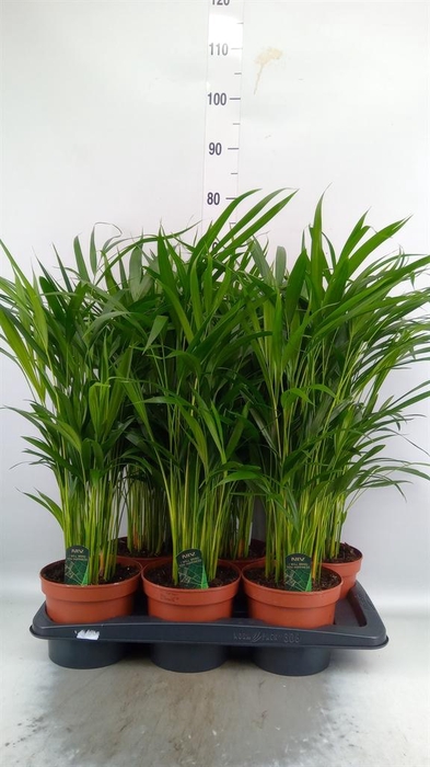 <h4>Dypsis lutescens   ...Chrysalidoca</h4>