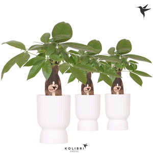 Kolibri Greens Pachira in Diabolo pot white