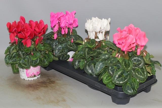 <h4>CYCL GR SUP XL</h4>