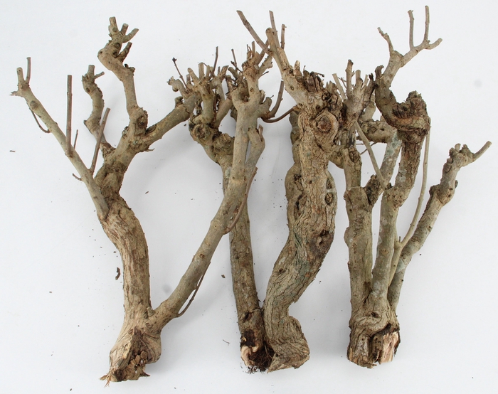 <h4>SERINGENSTRONK</h4>