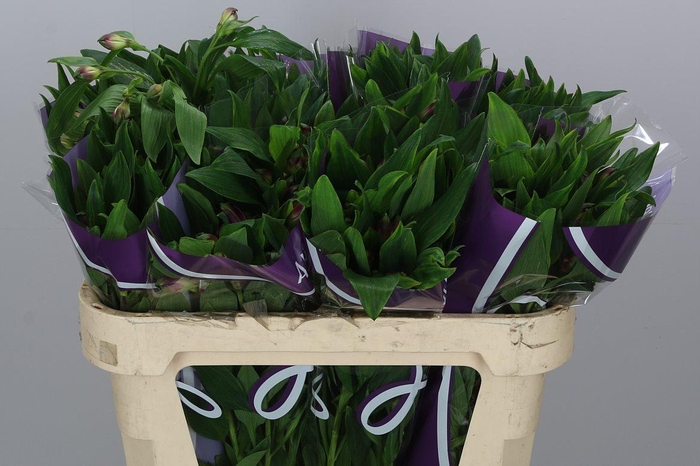 <h4>Alstr Carline</h4>