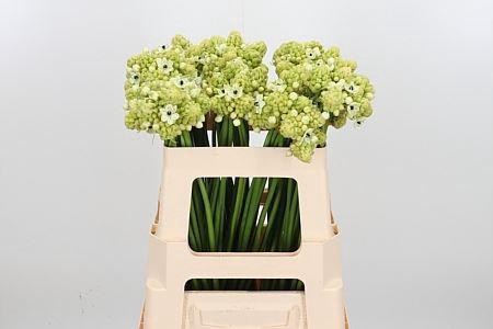 <h4>ORNIT SAUNDERSIAE</h4>