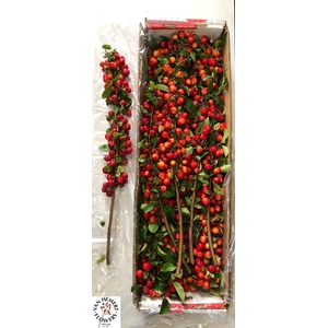 MALUS RED SENTINEL
