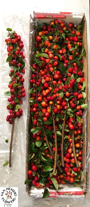 <h4>MALUS RED SENTINEL</h4>