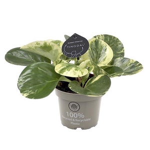 PEPEROMIA OBTUSIFOLIA P11 GREEN GOLD