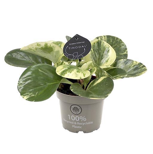 <h4>PEPEROMIA OBTUSIFOLIA P11 GREEN GOLD</h4>