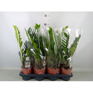 Zamioculcas zamiifolia