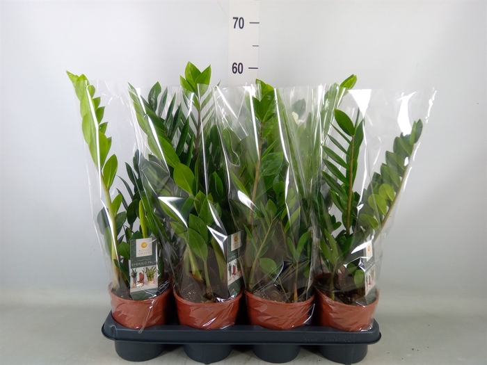 <h4>Zamioculcas zamiifolia</h4>