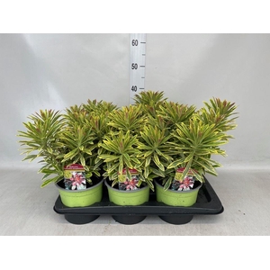Euphorbia amygdaloides