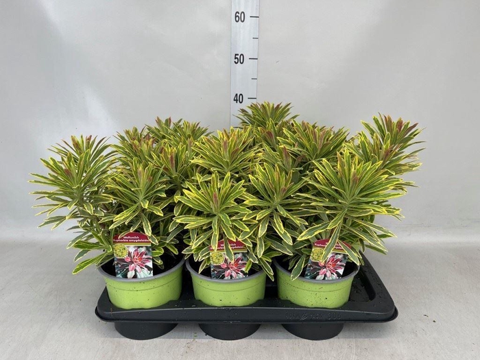 <h4>Euphorbia amygdaloides</h4>