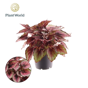 Begonia rex Red Tango