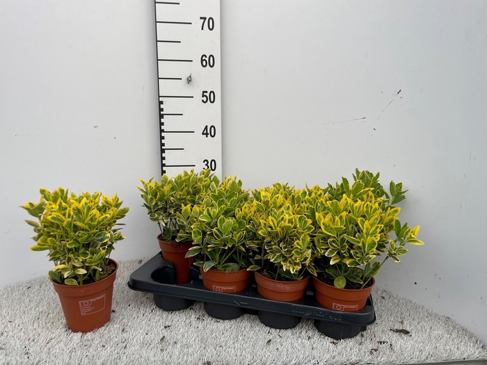 <h4>EUONYMUS JA MARIEKE</h4>