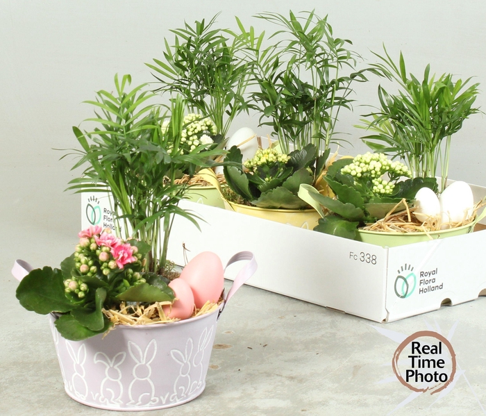 <h4>ARR KAMERPL</h4>