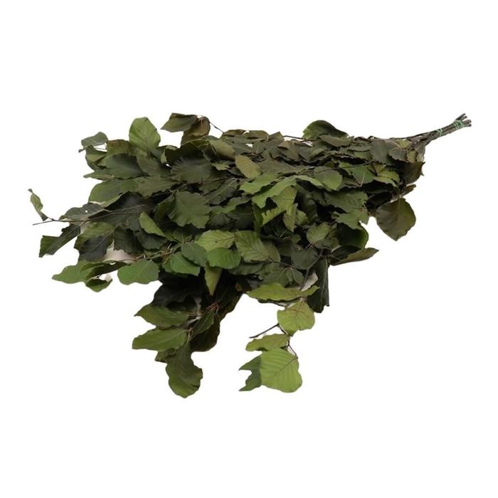 <h4>Preserved Beech 80cm 150g</h4>
