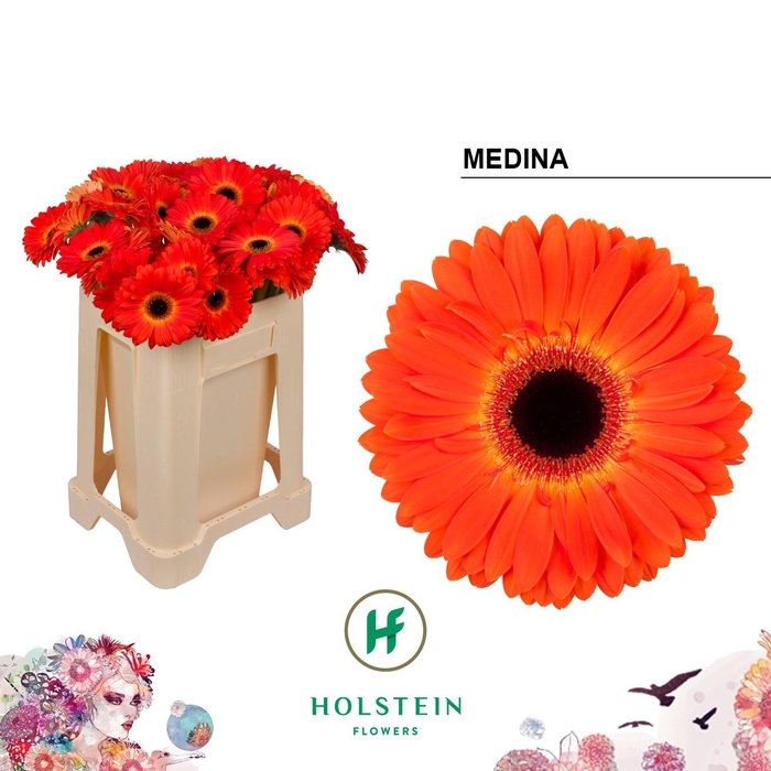 <h4>Ge Gr Medina</h4>