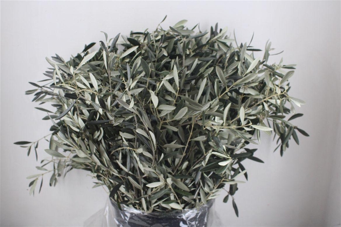 <h4>Olijf 400gr P Bunch</h4>