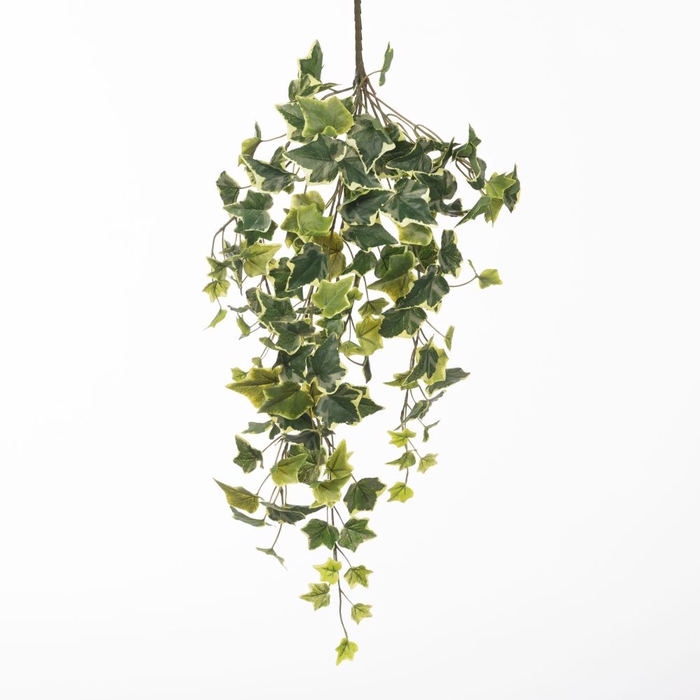 <h4>Af Hangpl Hedera Bnt X11 75cm</h4>