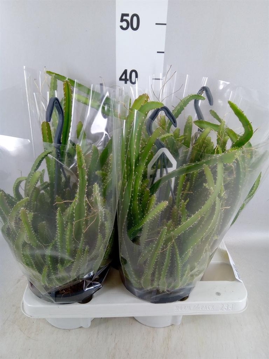 <h4>Hylocereus undatus</h4>