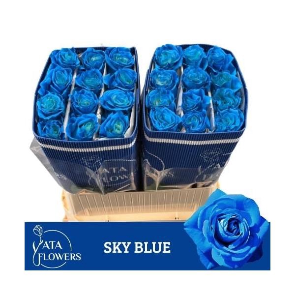 <h4>R Gr Tinted Sky Blue</h4>