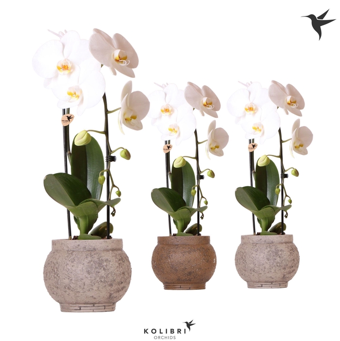 <h4>Kolibri Orchids Cascade Niagara Fall white 1 spike in Ancient pot brown mix</h4>