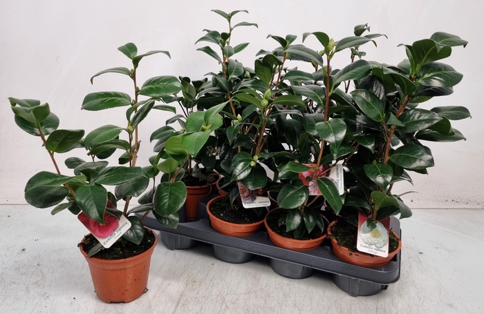 <h4>CAMELLIA JAPONICA</h4>