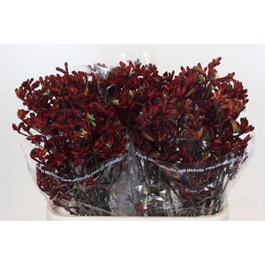 Kangaroo Paw Early Spring