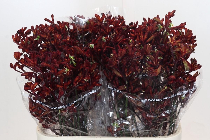 Kangaroo Paw Early Spring