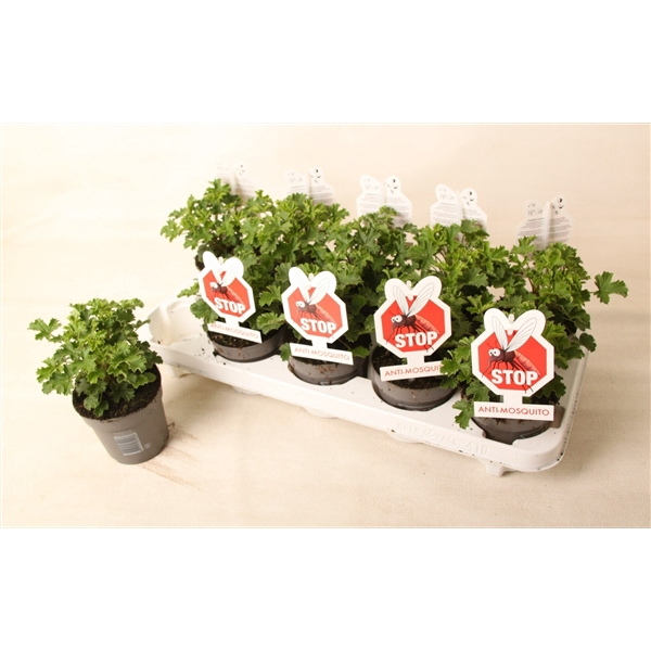 <h4>Pelargonium 'Lizzy' Anti-Mosquito</h4>