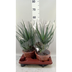 Aloe arborescens