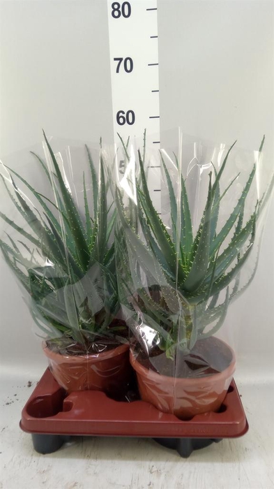 <h4>Aloe arborescens</h4>