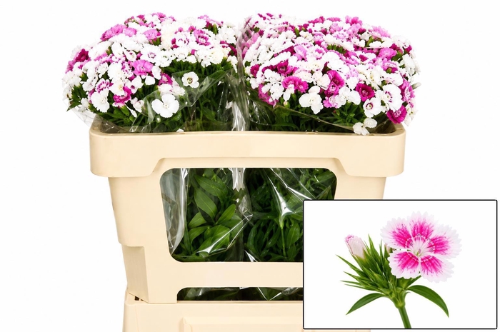 <h4>DI BARB AM ROSE</h4>