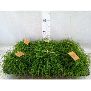 Rhipsalis   ...