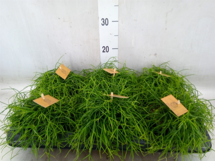 <h4>Rhipsalis   ...</h4>